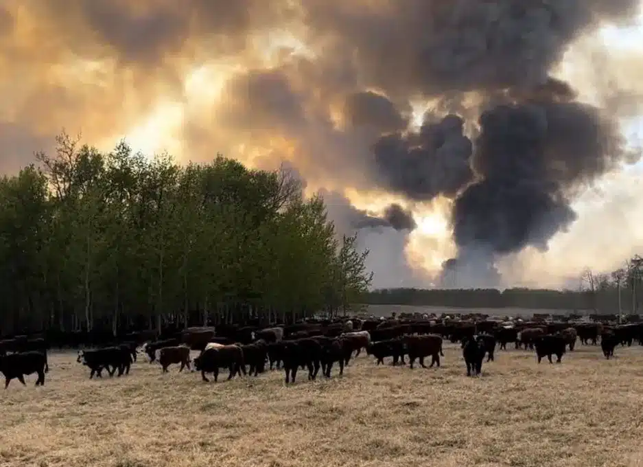 Recent Rain May Not Be Enough to Halt the Shrinking of Canada’s Cattle Herd